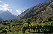 Typical low pergolas near Morgex, Aosta Valley, Italy