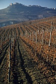 Vineyard with wine village of La Morra in background, Piedmont