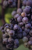 Semillon grapes with noble rot (close-up)