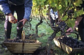 Picking Semillon grapes with noble rot, Sauternes