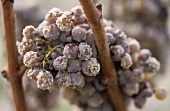 Semillon grapes with noble rot