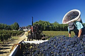 Picking Merlot grapes, Château Bouscaut, Graves, France