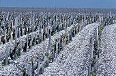 Young vines, Pauillac, Medoc, France