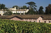 Vineyard in front of Chateau Lafite-Rothschild, Pauillac, Medoc