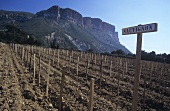 Wine-growing near Les Baux, Provence, France