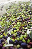 Olive harvest (Tenuta San Vito, Tuscany, Italy)