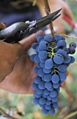 Picking Sangiovese grapes, Chianti Classico, Tuscany, Italy