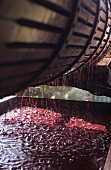 Sangiovese grapes being pressed in a horizontal press