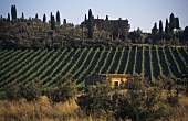 Vineyards and olive trees, Montalcino, Tuscany, Italy