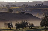Weinlandschaft bei Montalcino, Toskana, Italien