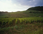 Vineyard of Chateau Chalon, Jura, France