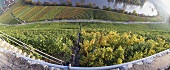 Vineyard near Mundelsheim, Württemberg, Germany