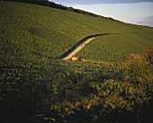 Grantschen Winegrowers' Cooperative, Weinsberg, Baden-Württemberg