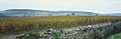 Wine-growing near Chassagne-Montrachet, Côte de Beaune, Burgundy, France