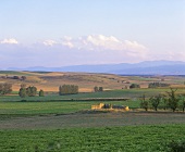 Landscape around Ollauri, Rioja Alta, Rioja, Spain