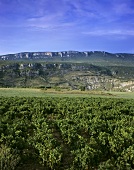 Wine landscape around Sangüesa, Navarra, Spain