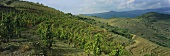 The renowned 'L'Ermita' single vineyard site, Priorato, Spain