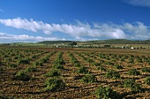 Wine-growing around the town of Valdepeñas, Valdepeñas, Spain
