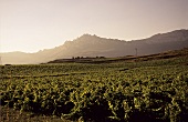 Weinbau um das Dorf Viana, Rioja Baja, Rioja, Spanien
