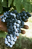Montepulciano grapes, Abruzzo, Italy