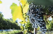 Aglianico grapes, Campania and Basilicata