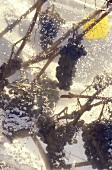 Blauburgunder grapes for ice wine, under plastic, Zürich, Switzerland