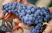 Piedirosso grapes in wine-grower's hand, Campania, Italy