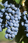 Malbec grapes on the vine, Argentina