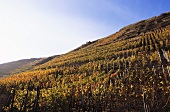 Wine-growing near Walporzheim, Rhineland-Palatinate, Germany