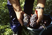 Picking Spätburgunder grapes, Baden, Germany