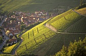 Weinbau bei Randersacker, Franken, Deutschland