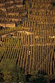 Winninger Uhlen, Mosel, Deutschland