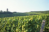 Wine-growing near Kiedrich, Rheingau, Germany