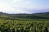 Weinbau bei Cramant, Côte des Blancs, Champagne, Frankreich