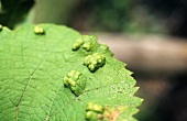 A vine leaf with rust mite (vine disease)
