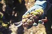 Hand holding Riesling grapes with noble rot, Mosel, Germany