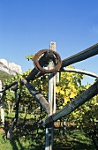 Befestigungsanlage für Rebstöcke, Südtirol, Italien