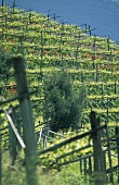 Poppies between rows of vines, S. Tyrol, Italy