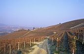 Herbstlicher Weinberg, Piemont, Italien