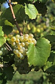 Aligoté grapes on the vine, Romania