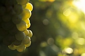 Sauvignon Blanc grapes