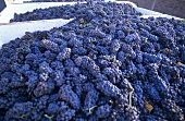 Spätburgunder grapes after picking