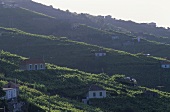 View of the town of Câmara de Lobos, Madeira