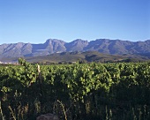 Vineyard near Robertson,  S. Africa