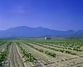 Weinberg rund um Olite, Navarra, Spanien