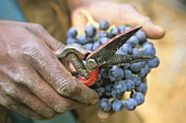 Picking Merlot grapes, Rustenberg Estate, Stellenbosch