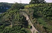 Typical syenite vineyard wall, Diesbar-Seusslitz, Saxony, Germany