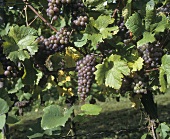 Rosenmuskateller (Moscato rosa) grapes on the vine