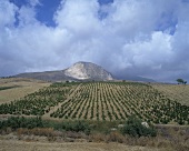 Vineyard near Caltabellotta, near Sciacca, Sicily, Italy