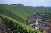 'Escherndorfer Lump' single vineyard site, Escherndorf, Franconia
